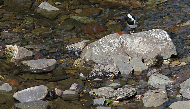 Bachstelze (Motacilla alba) Bachstelze (Motacilla alba)
