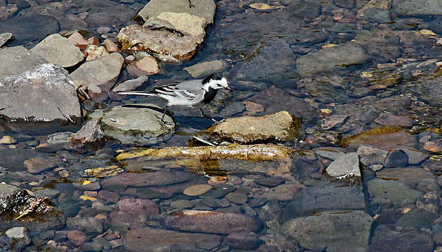 Bachstelze (Motacilla alba) Bachstelze (Motacilla alba)