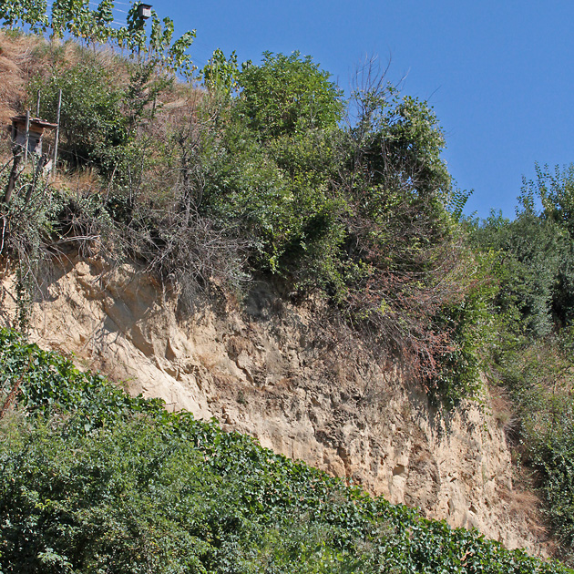 Bienenfresser-Nistwand