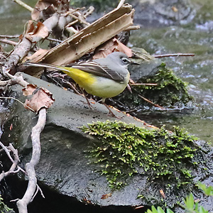 Gebirgsstelze (Motacilla cinerea, 30.4.2021) Gebirgsstelze