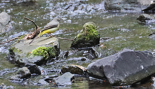 Gebirgsstelze (Motacilla cinerea) Gebirgsstelze (Motacilla cinerea)