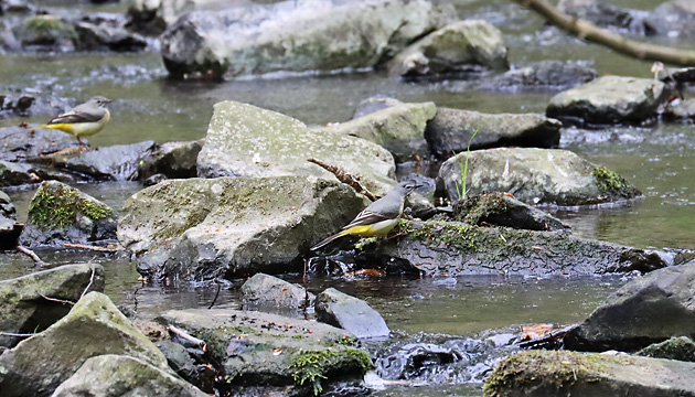 Gebirgsstelze (Motacilla cinerea) Gebirgsstelze (Motacilla cinerea)