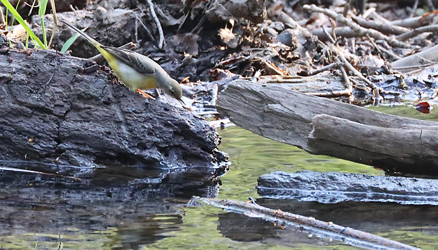 Gebirgsstelze (Motacilla cinerea)