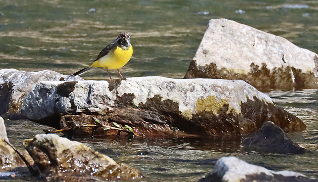 Gebirgsstelze (Motacilla cinerea) Gebirgsstelze
