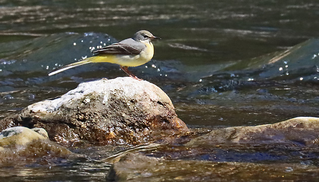 Gebirgsstelze (Motacilla cinerea) Gebirgsstelze