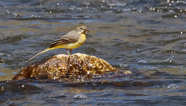 Gebirgsstelze (Motacilla cinerea) Gebirgsstelze
