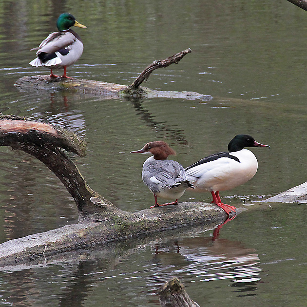 Gänsesäger, WM + Stockente