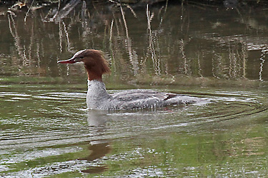 Gänsesäger, W