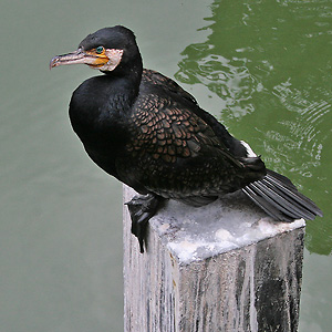 Kormoran (Brugge, 24.7.2010) Kormoran