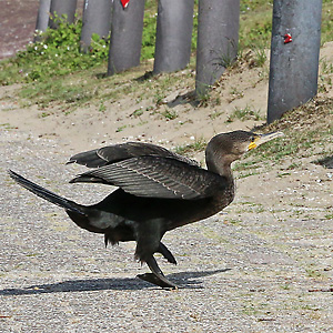 Vorjähriger Kormoran (Phalacrocorax carbo) Junger Kormoran