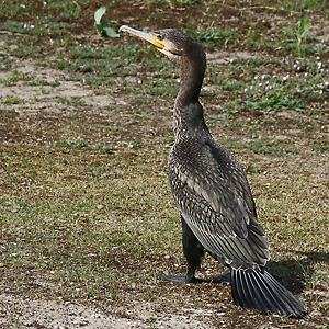 Vorjähriger Kormoran (Phalacrocorax carbo) Junger Kormoran