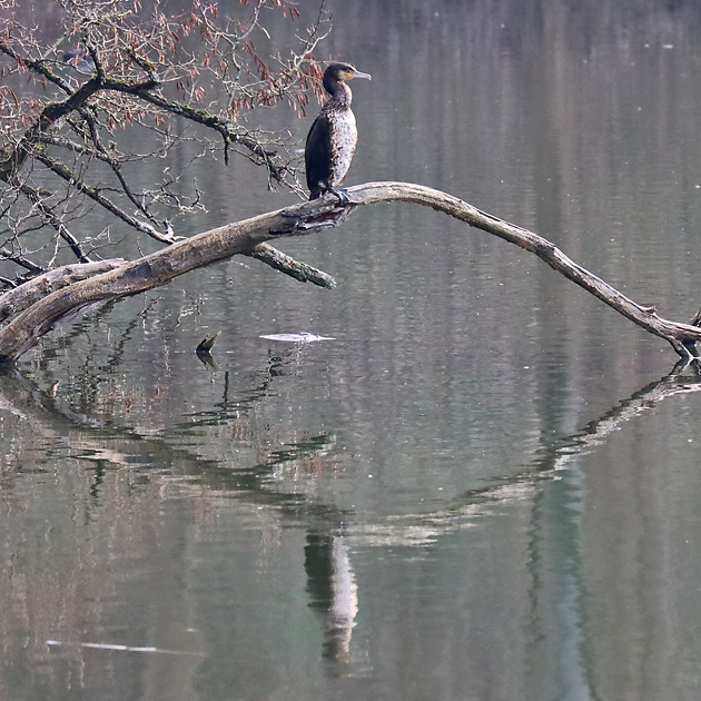 Kormoran (Phalacrocorax carbo) Kormoran-Kolonie