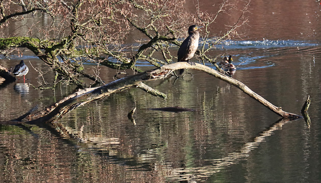 Kormoran (Phalacrocorax carbo) Kormoran-Kolonie