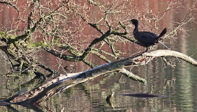 Kormoran (Phalacrocorax carbo), kotend Kormoran
