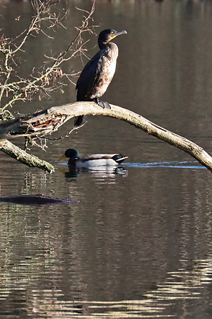 Vorjähriger Kormoran (Phalacrocorax carbo) Junger Kormoran