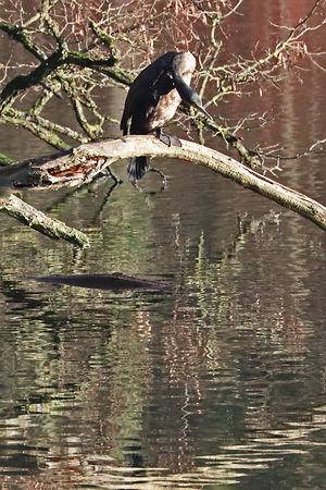 Vorjähriger Kormoran (Phalacrocorax carbo) Junger Kormoran