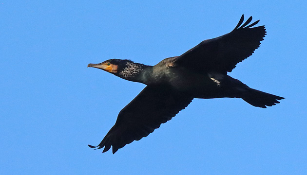 Kormoran (Phalacrocorax carbo) im Flug Kormoran-Kolonie