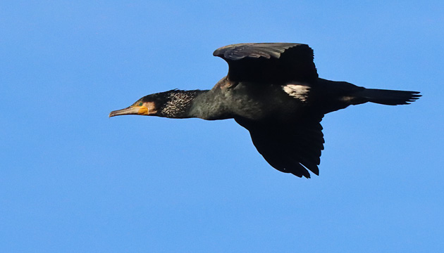Kormoran (Phalacrocorax carbo) im Flug Kormoran-Kolonie