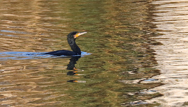 Kormoran (Phalacrocorax carbo) beim Fischfang Kormoran-Kolonie