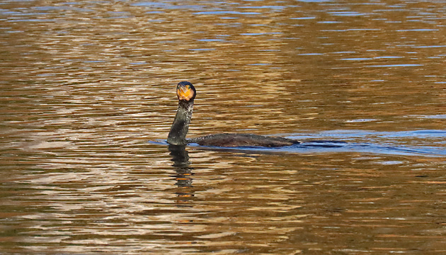 Kormoran beim Fischfang Kormoran-Kolonie