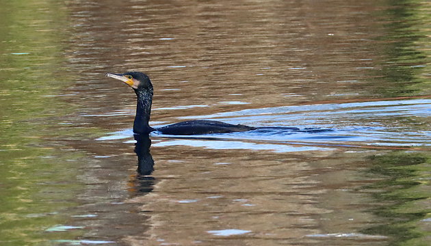 Kormoran beim Fischfang Kormoran-Kolonie