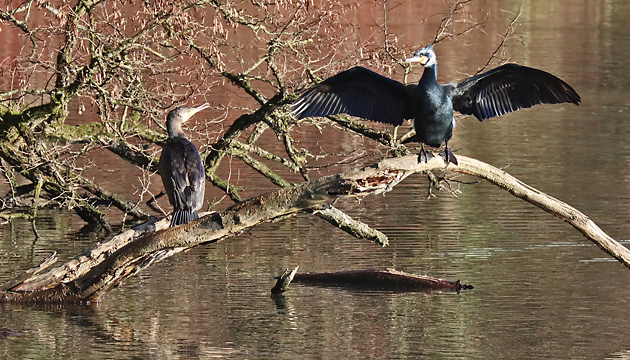 2 Kormorane (Phalacrocorax carbo) 2 Kormorane