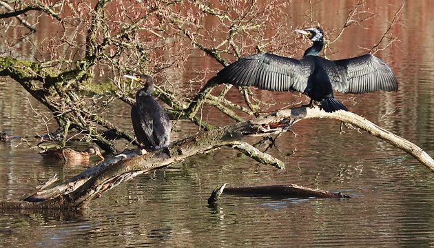 juveniler & adulter Kormoran juveniler & adulter Kormoran