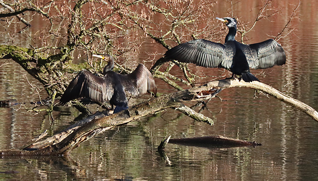 juveniler & adulter Kormoran, ihr Gefieder trocknend 2 Kormorane, ihr Gefieder trocknend