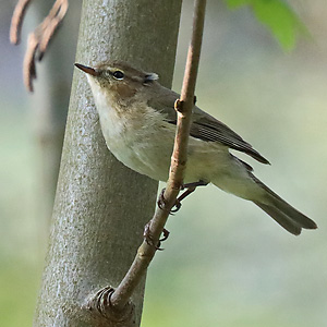 Zilpzalp (Phylloscopus collybita) Zilpzalp