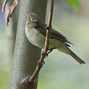 Zilpzalp (Phylloscopus collybita) Zilpzalp