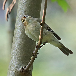 Zilpzalp (Phylloscopus collybita) Zilpzalp