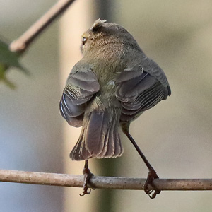 Zilpzalp (Phylloscopus collybita) Zilpzalp