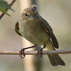Zilpzalp (Phylloscopus collybita) Zilpzalp