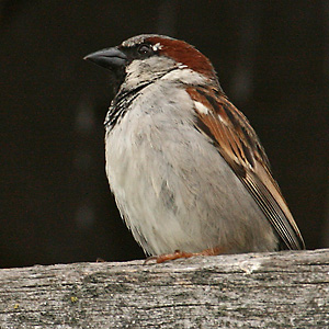 Haussperling (Passer domesticus), M (14.6.2009) Passer domesticus, M.