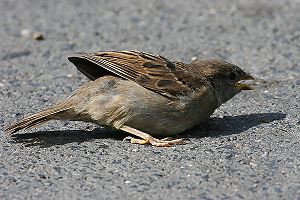 Haussperling (Passer domesticus) Haussperling