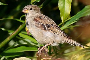 Haussperling (Passer domesticus) Haussperling