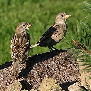 Junge Haussperlinge (Passer domesticus) Junge Haussperlinge