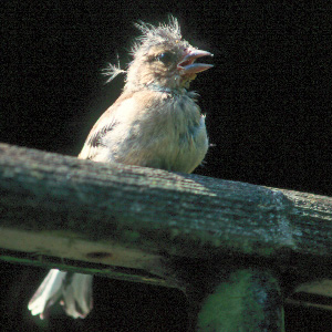 Haussperling (Passer domesticus) Haussperling