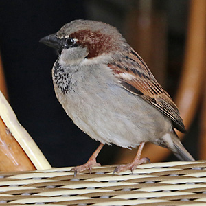 Haussperling (Passer domesticus) Haussperling