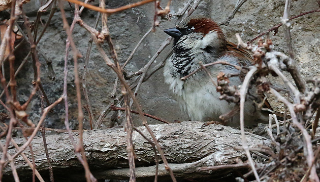 Haussperling (Passer domesticus, M Haussperling