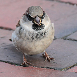 Haussperling (Passer domesticus), M Haussperling