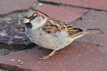 Haussperling (Passer domesticus), M Haussperling