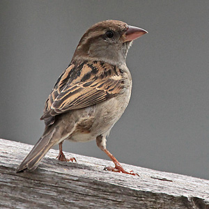 Haussperling (Passer domesticus), W Haussperling