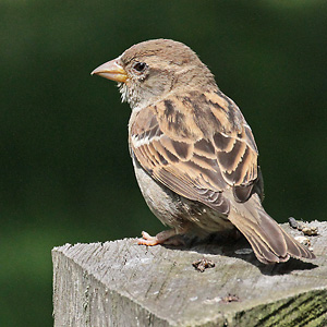 Haussperling (Passer domesticus), W Haussperling