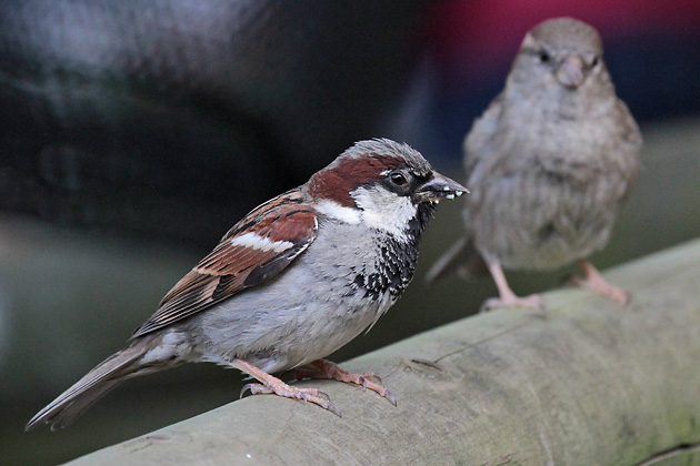Haussperling (Passer domesticus), MW Haussperling