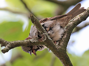 Haussperling (Passer domesticus), M Haussperling