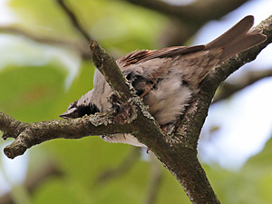 Haussperling (Passer domesticus), M Haussperling