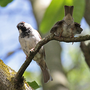 Haussperling (Passer domesticus), W Haussperling