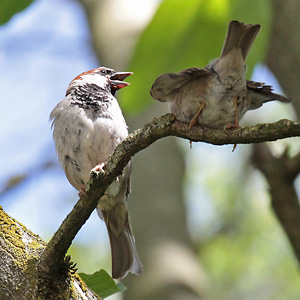 Haussperling (Passer domesticus), W Haussperling