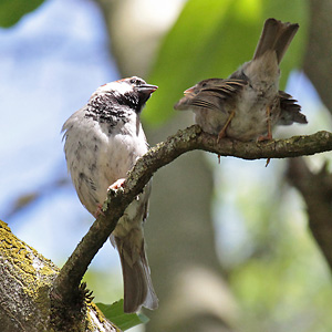 Haussperling (Passer domesticus), W Haussperling